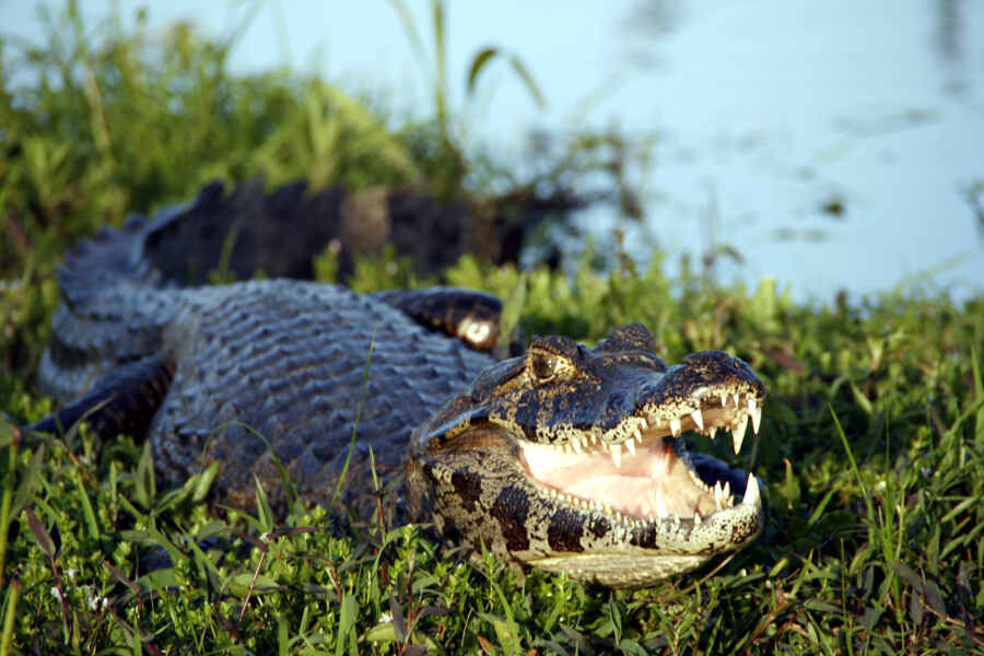 Ein Krokodil im Wasser-Garten der Sümpfe von Esteros del Iberá 
