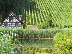 Fischweiher der Kartause von Ittingen