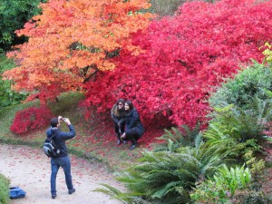 Fotosession vor japanischem Ahorn