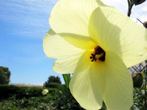 Foto einer gelben Blüte