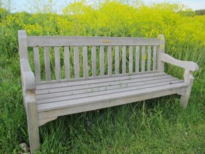 Foto einer Holzbank vor gelben Rapspflanzen