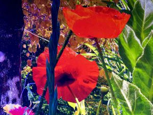 LEIPZIG: Carolas Garten - FOTOWALK - vonREISENundGAERTEN