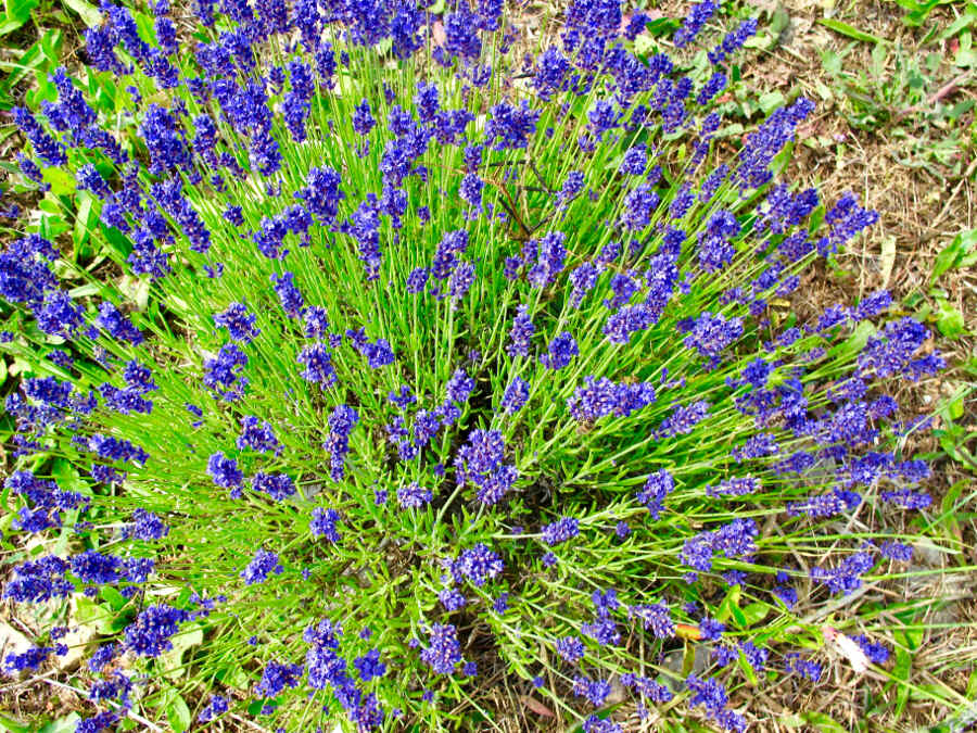 Duft-Gärten bei der Parfumstadt Grasse in der Provence - Lavendel