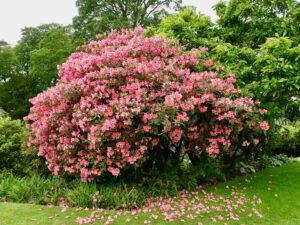 Gärten in Wales Gardens of Wales vonREISENundGAERTEN ©DDAVID