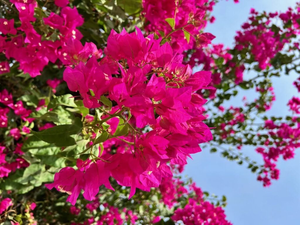 Bougainvillea Blüten