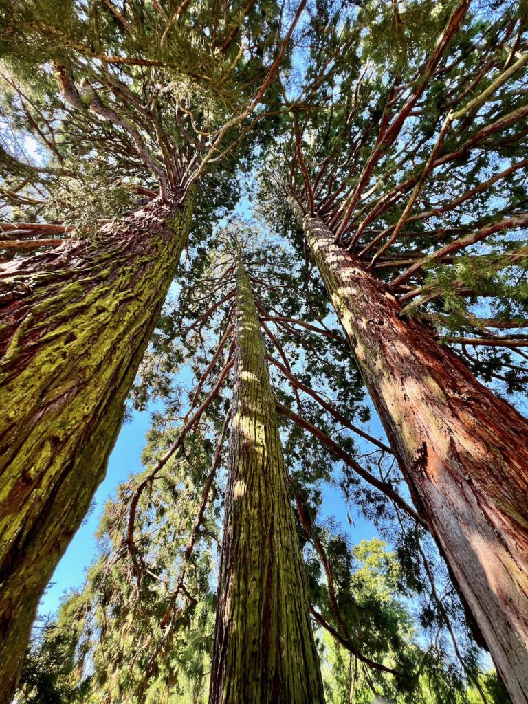3 Mammutbäume